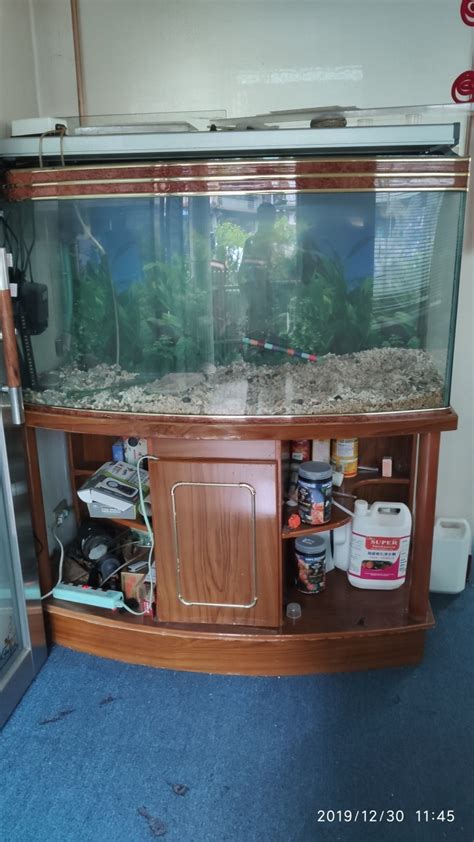 四尺魚缸養什麼魚